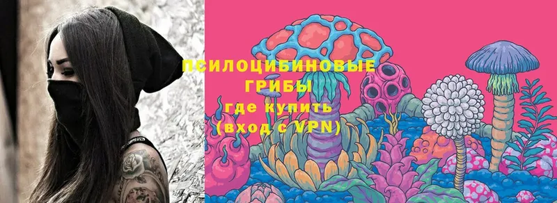 дарнет шоп  Будённовск  Галлюциногенные грибы Cubensis 